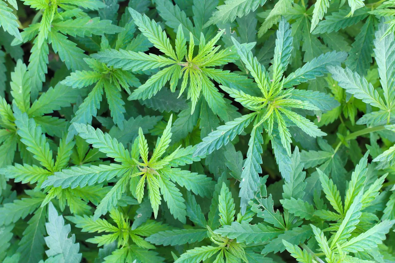 A topped cannabis plant.