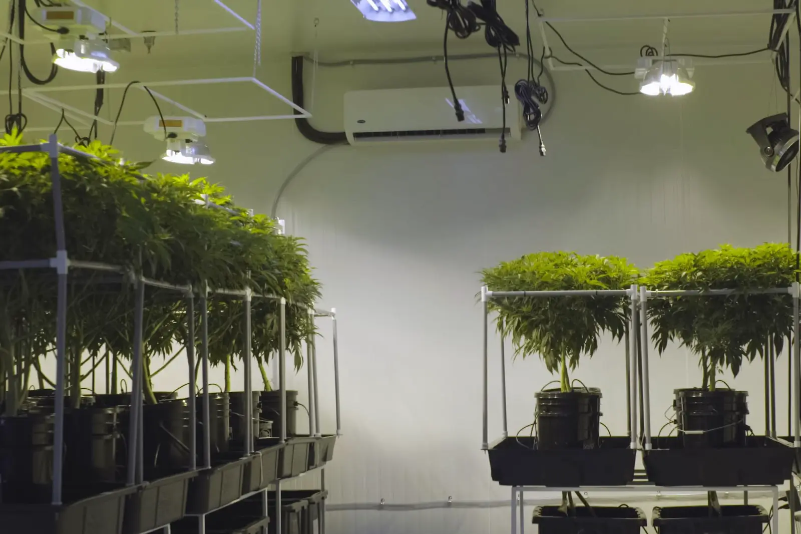 A collection of topped cannabis plants.