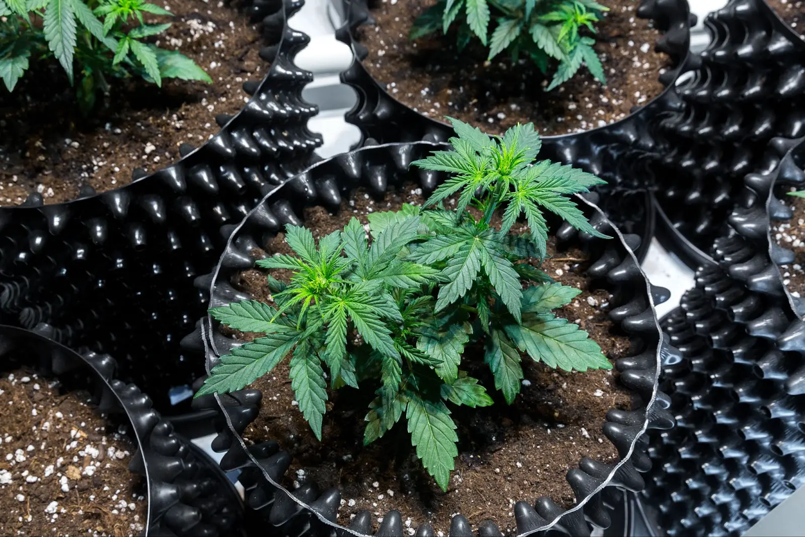 A topped auto flowering cannabis plant.