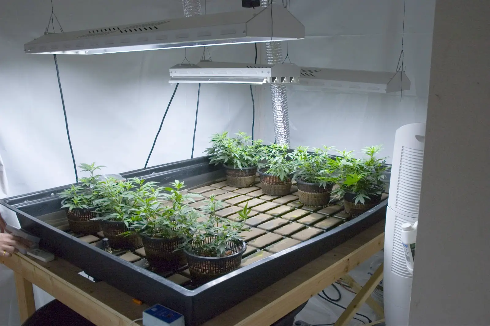 A collection of young, topped cannabis plants.