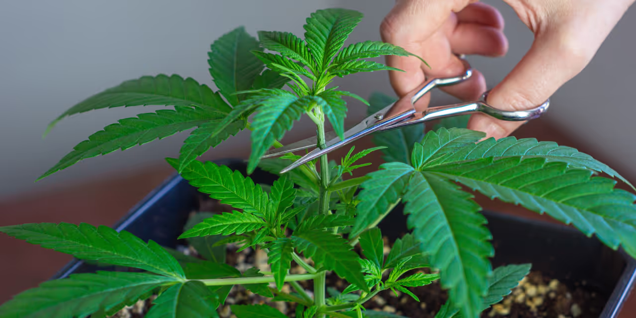 Grower topping marijuana plants with scissors