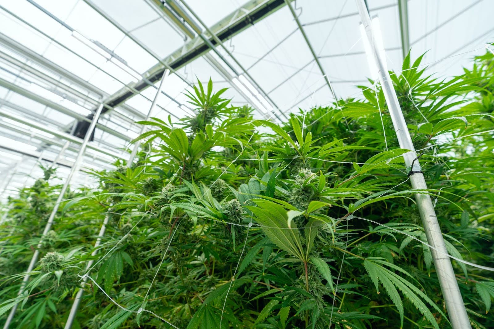 non topped weed plants grown under indoor grow lights