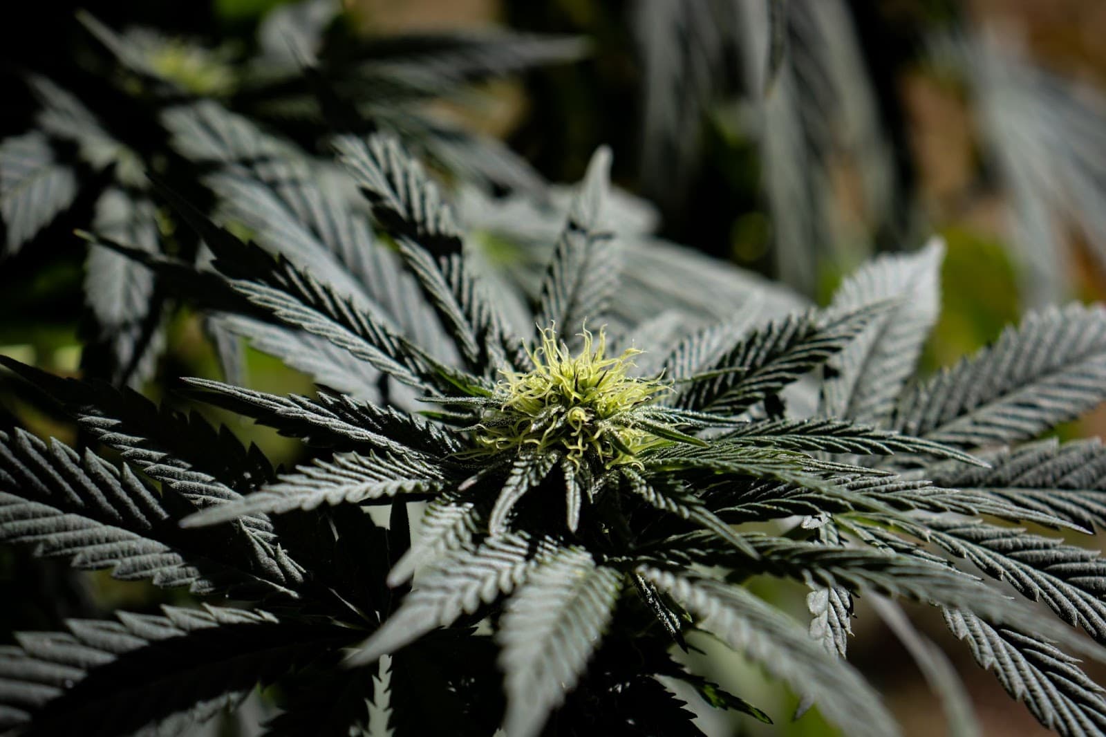 a healthy looking weed plant
