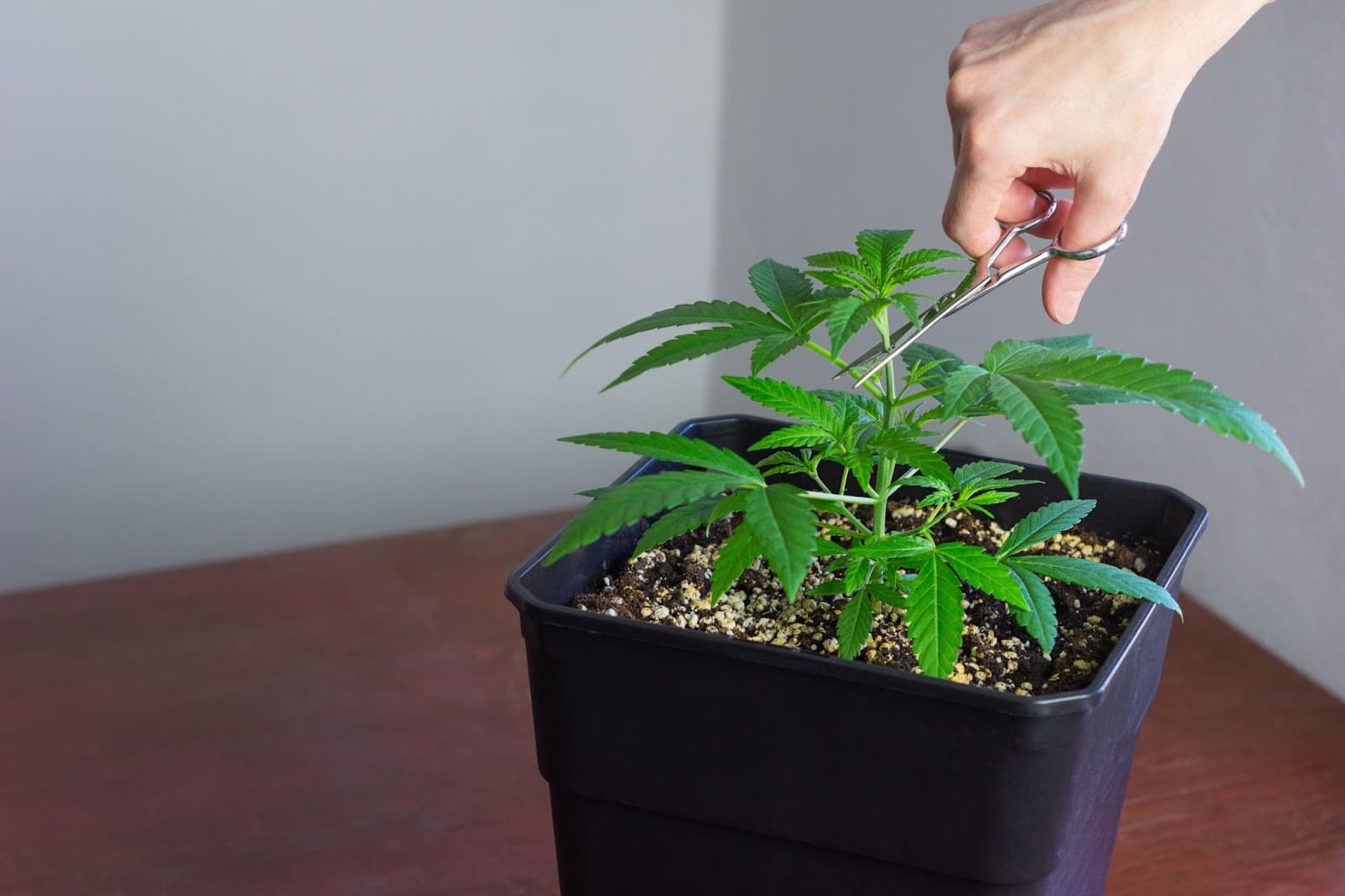 Grower cutting the top of non topped cannabis plants