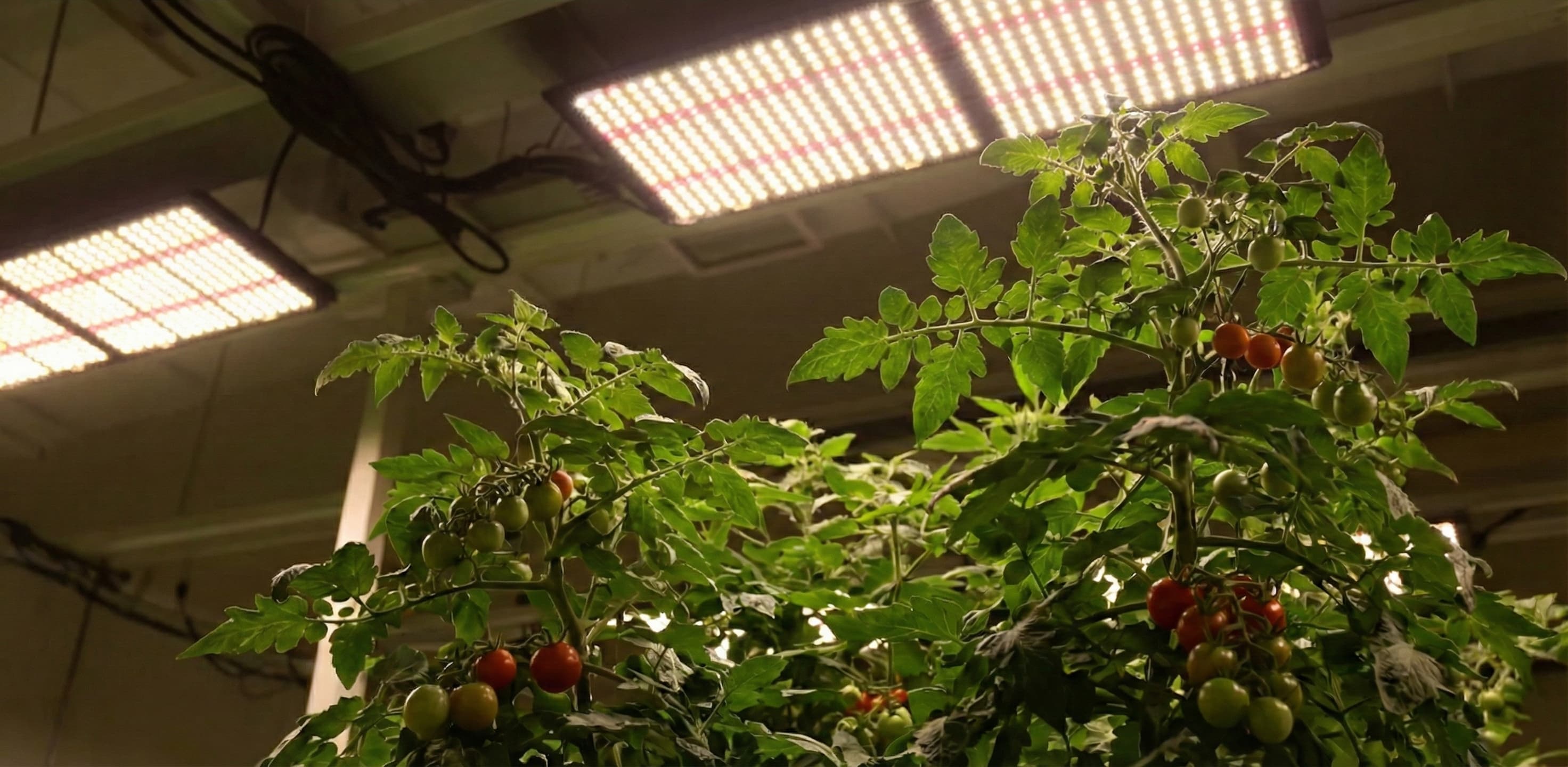 A healthy cannabis plant grown by someone using a PPFD chart to dial in their environment