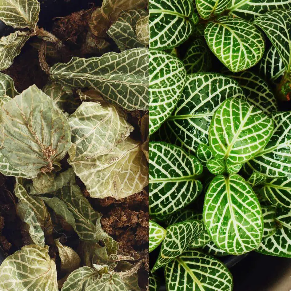 Picture showing how vapour pressure deficit affects the plants you grow