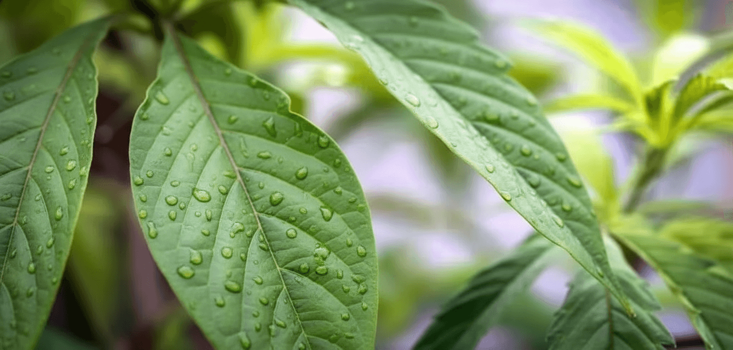 A macro shot of a pepper leaf.