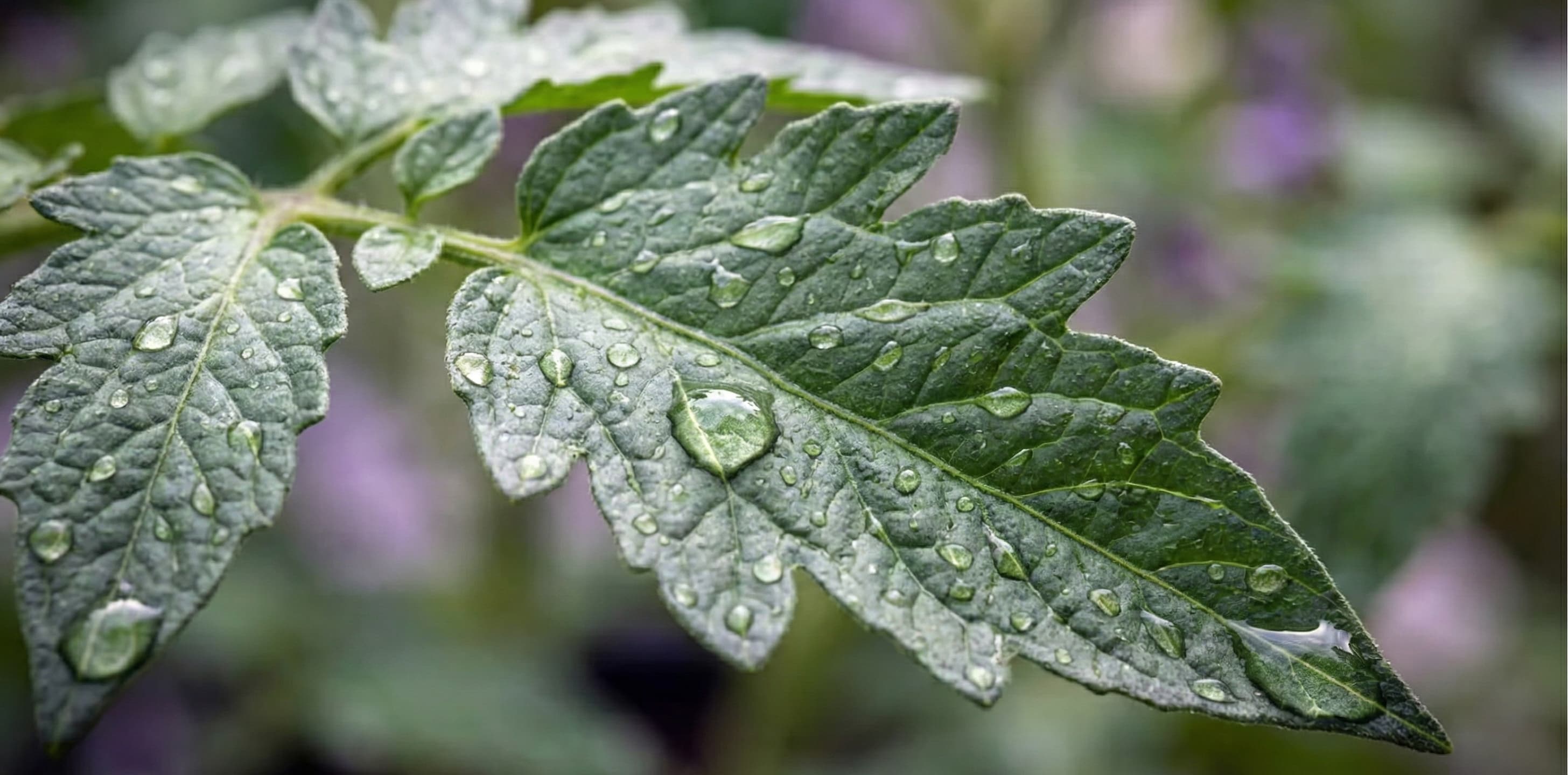 Cucumber leaf and water droplets