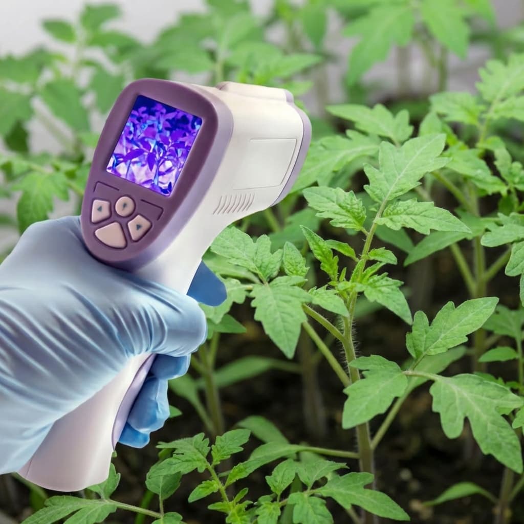 Grower taking the temperature of a leaf with an IR thermometer