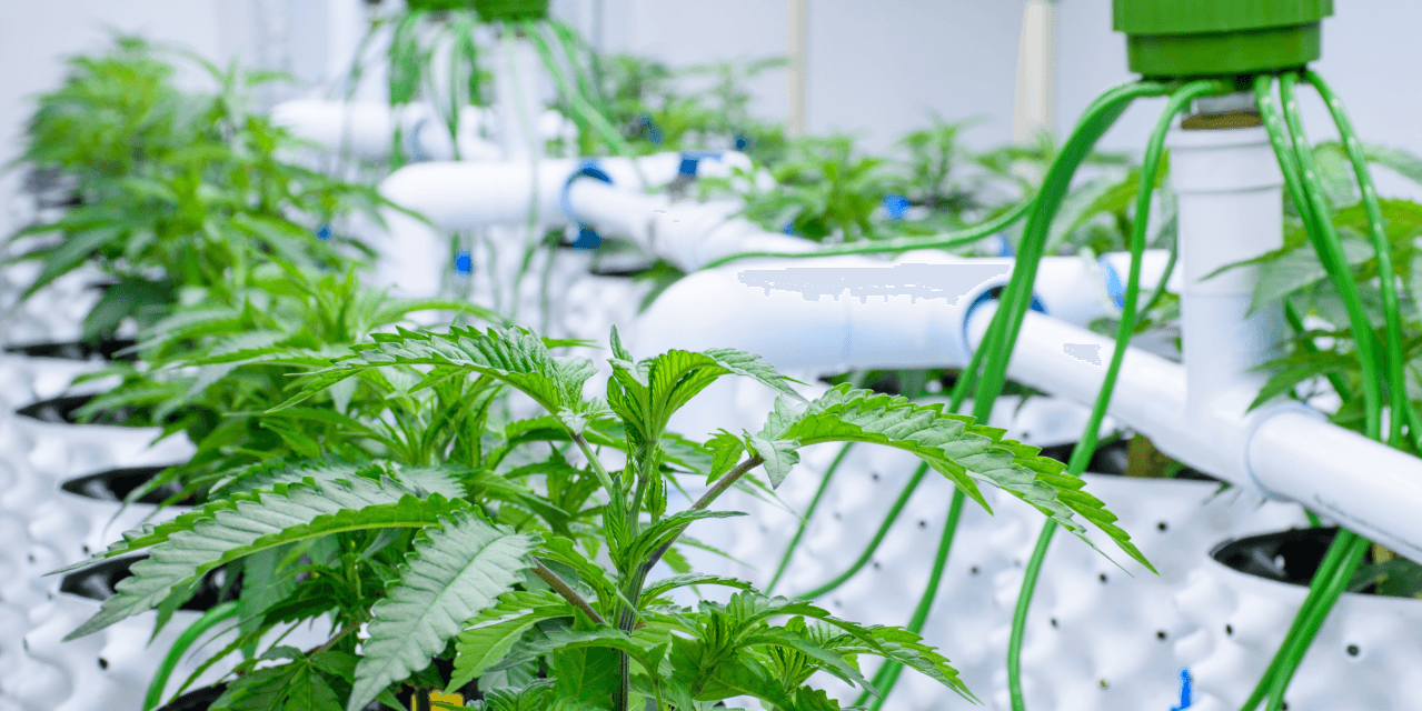 Drip irrigation feeding liquid nutrients to cannabis plants grown indoors