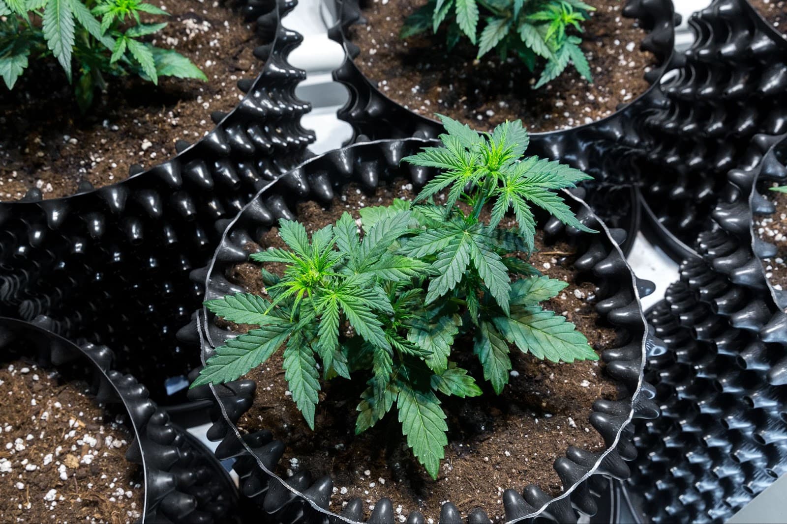 Healthy plants fed with nutrient solutions