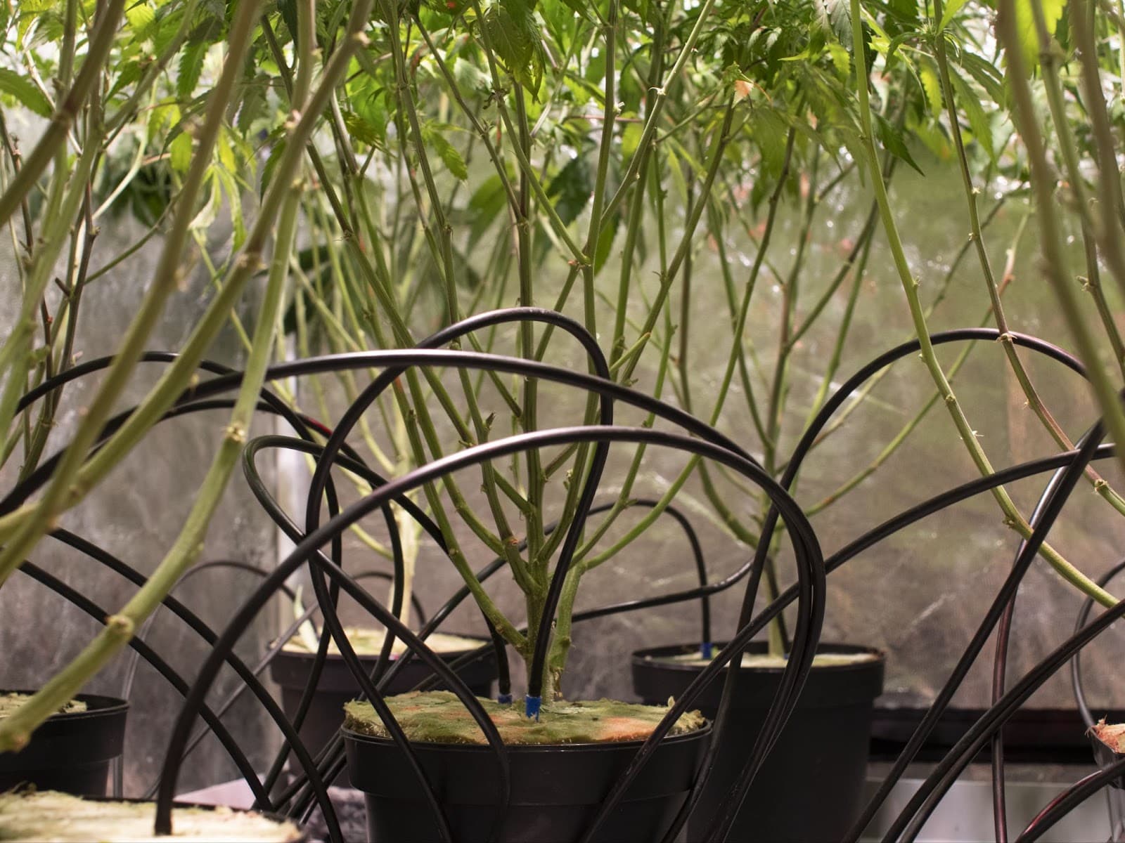 drip irrigation system using nutrient solutions to feed plants grown in rockwool