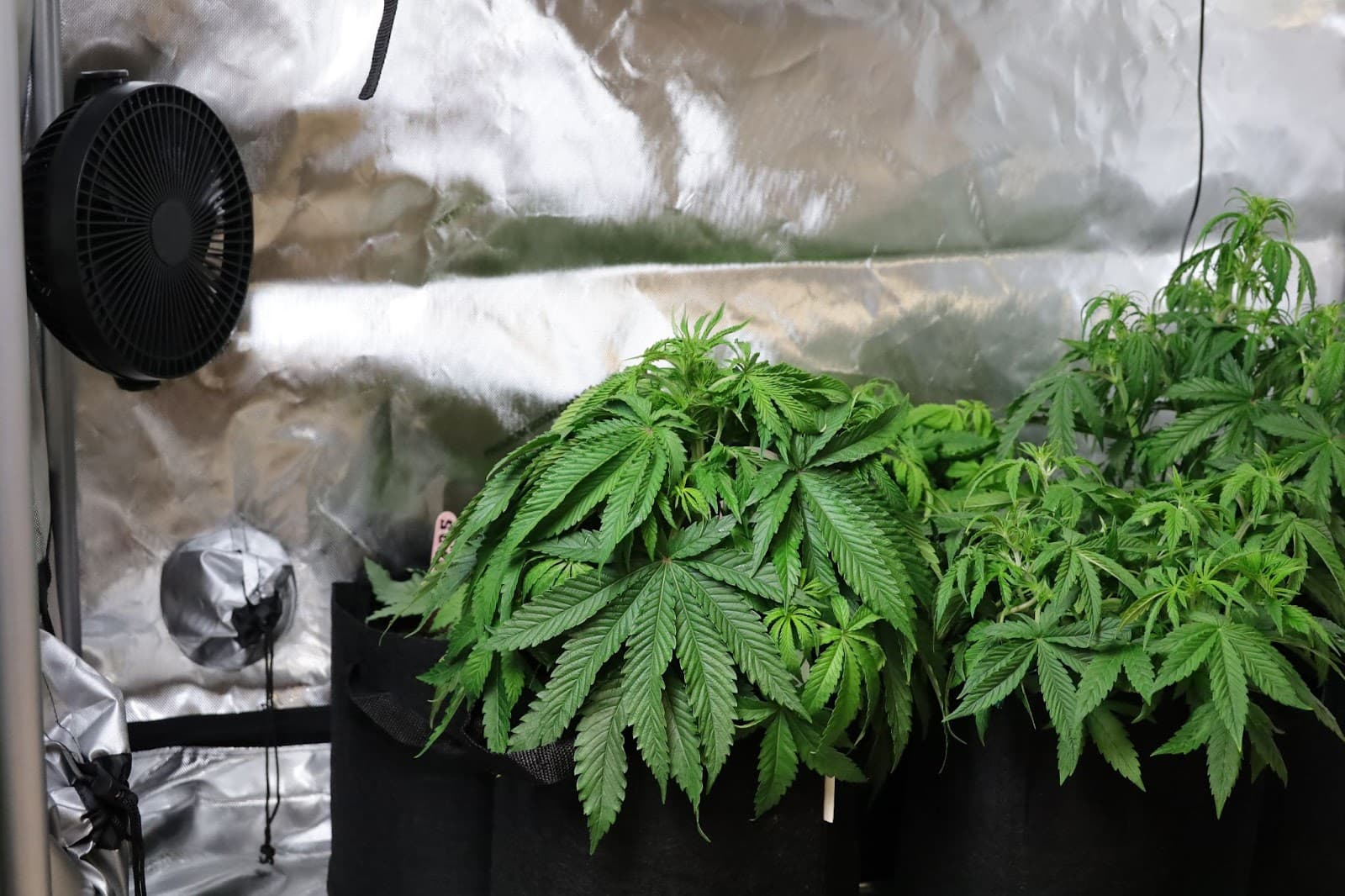 Overwatered plants with drooping leaves