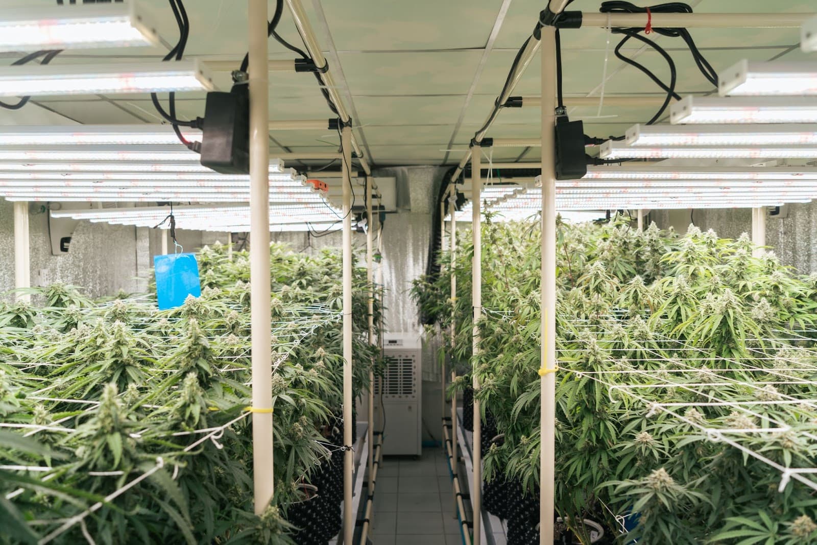 Plants in an indoor grow facility