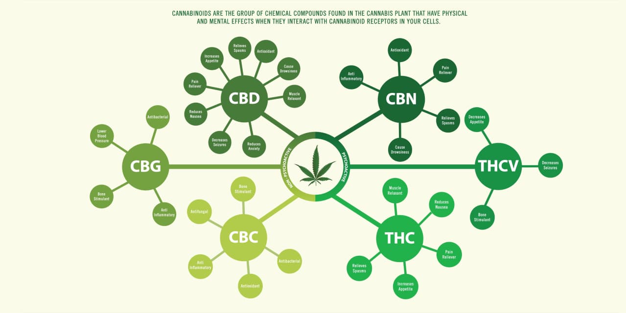 Cannabinoid guide infographic Hero