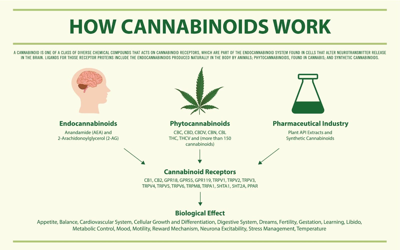 Infographic about how cannabinoids work