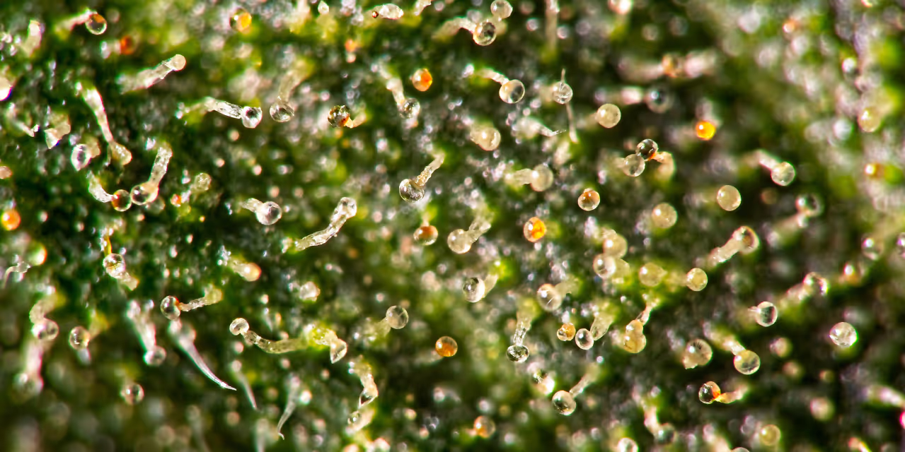 A mix of milky and amber trichomes or glandular hairs Hero
