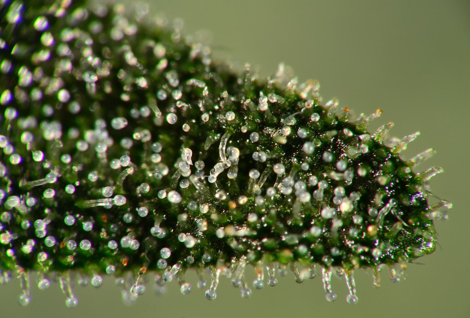 trichomes on a sugar leaf