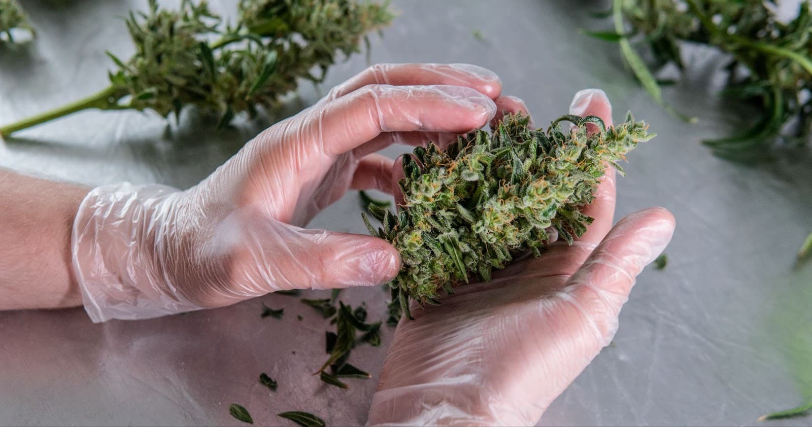 Grower handling buds with gloves