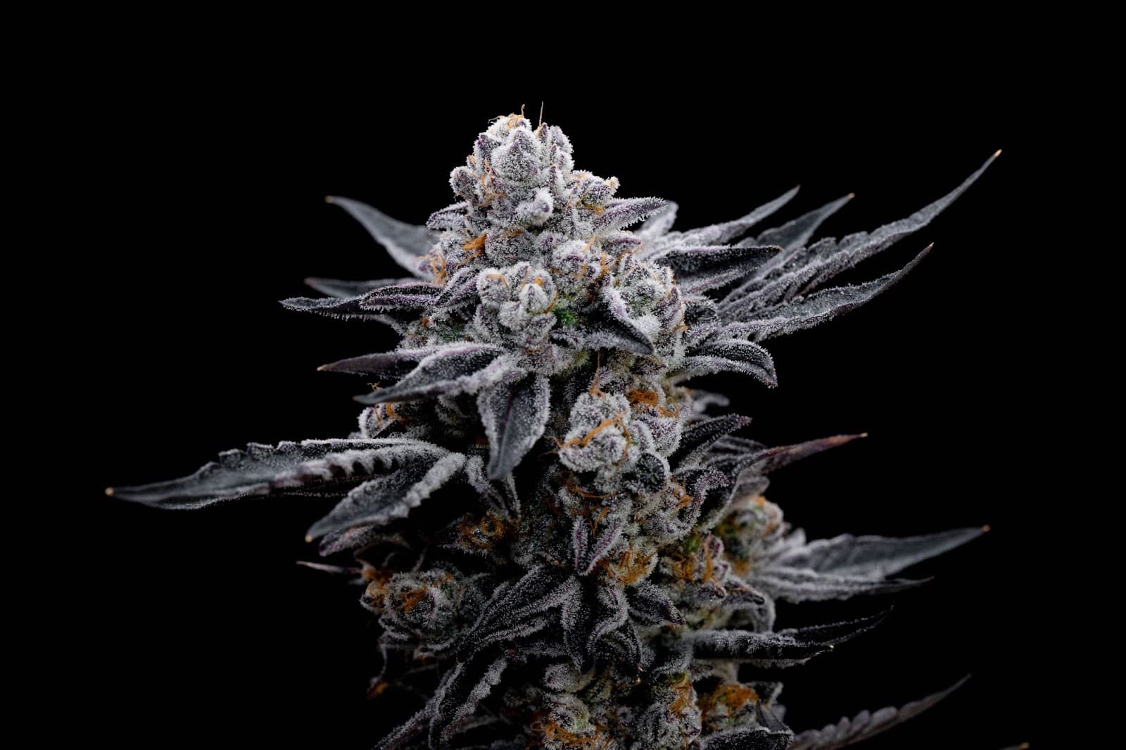frosty white cola