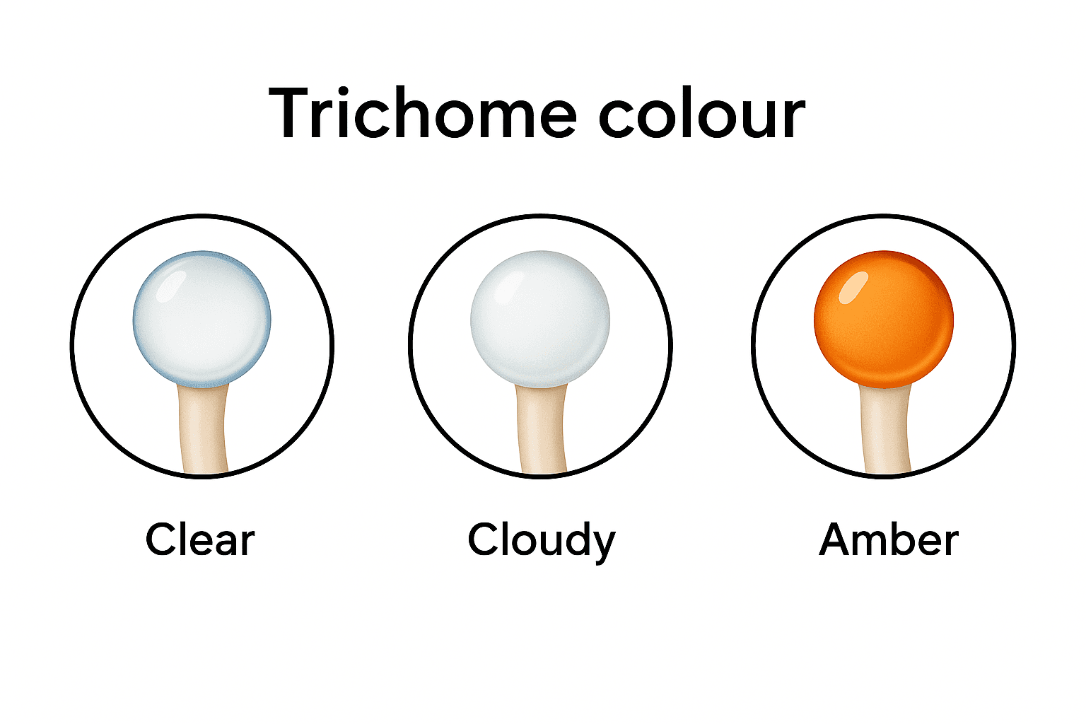Trichome colour infographic