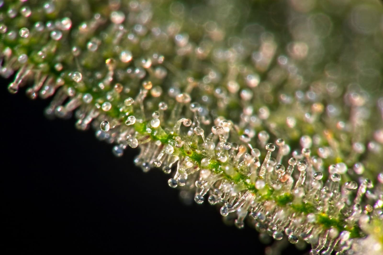 trichomes along the edge of a leaf