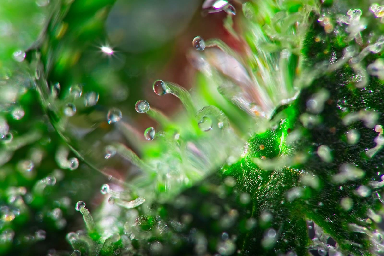 Macro shot of trichomes on a green leaf showing trichome morphology
