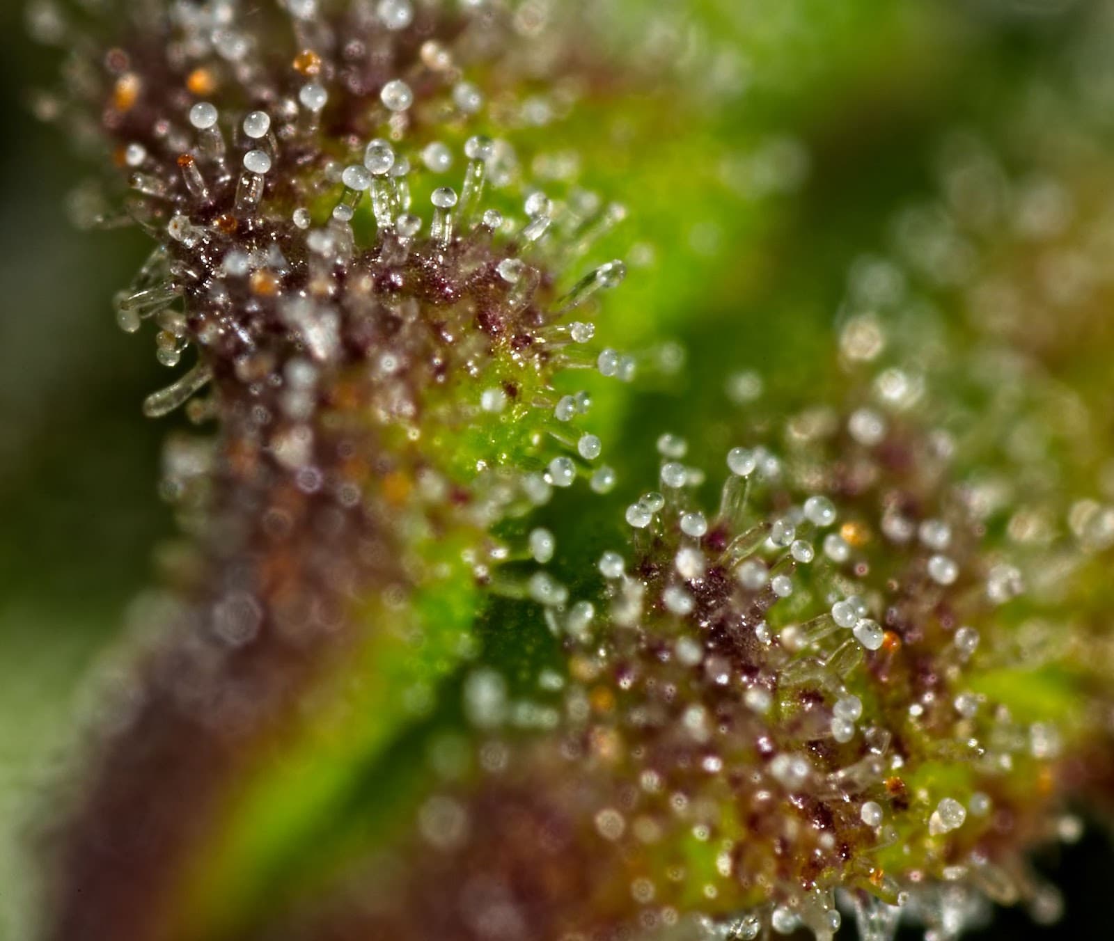 ling trichome stalks