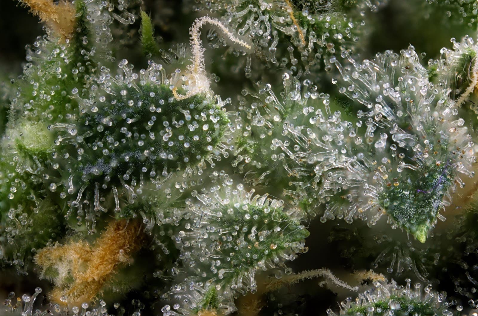 Trichomes on calyxs