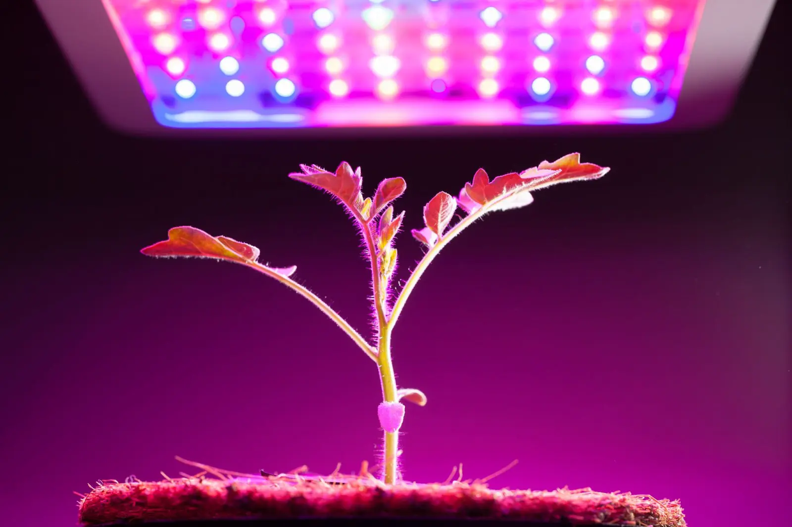 A tomato plant under a led grow light.