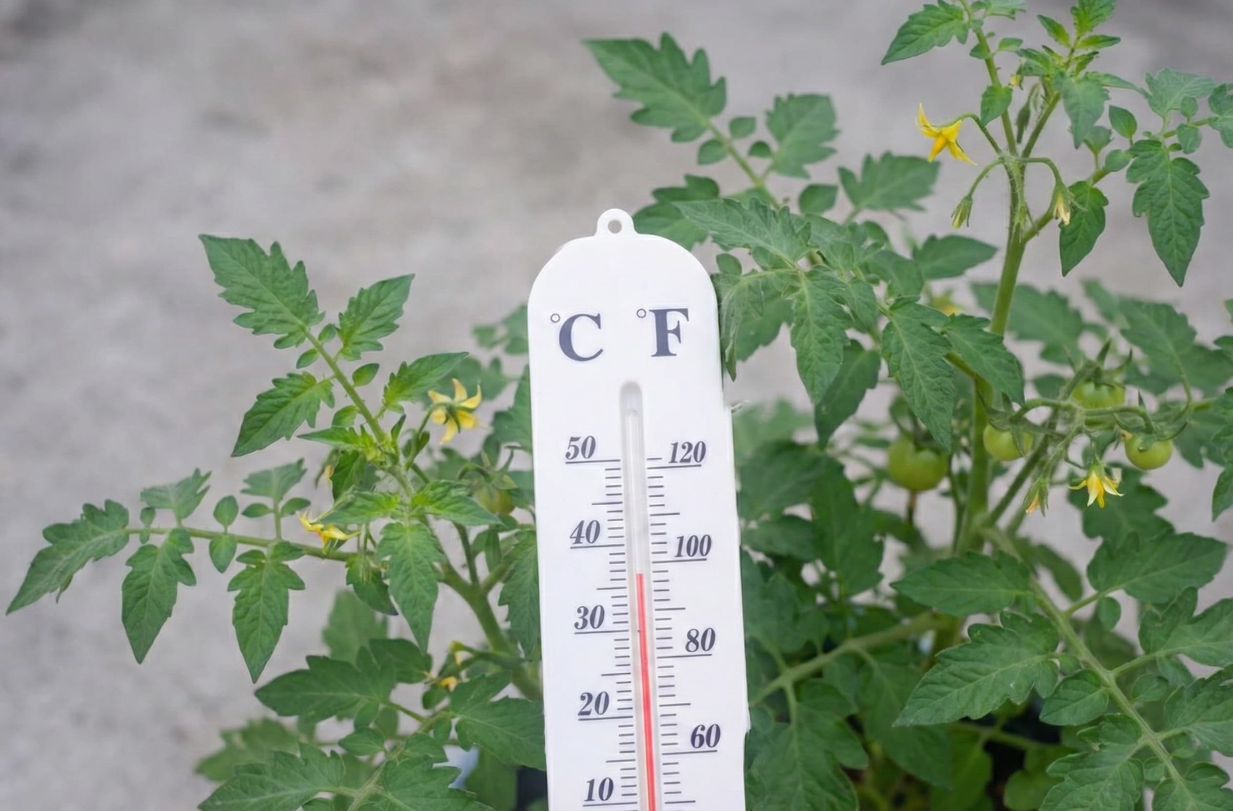 A thermometer next to a cannabis plant showing that the temperature is to hot in the grow room.