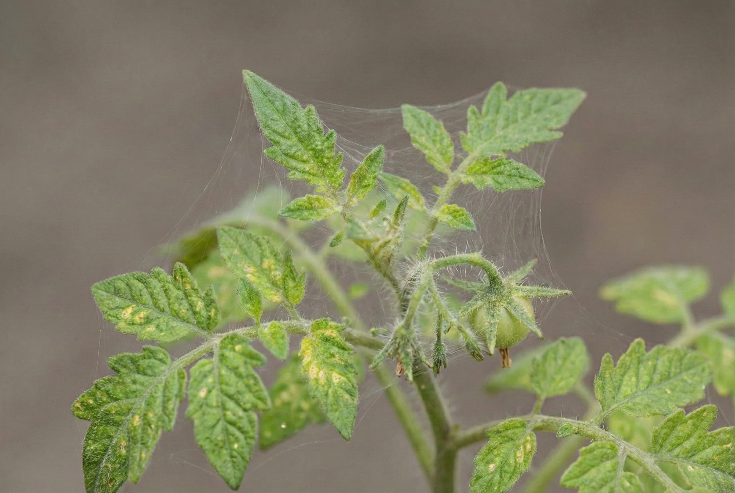 Spider mites on a tomato plant that is in a to hot environment.