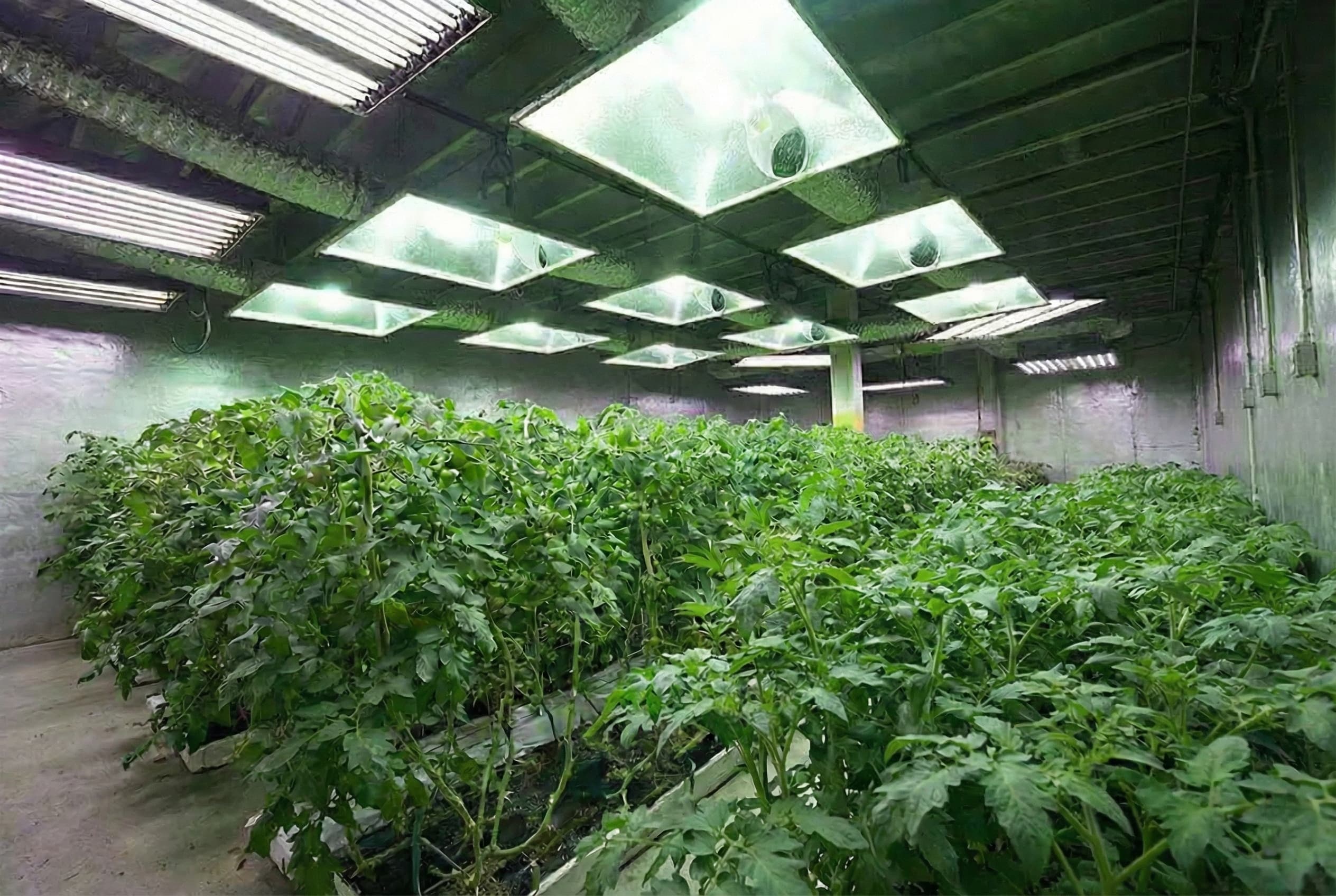 Large indoor growing facility full of healthy plants