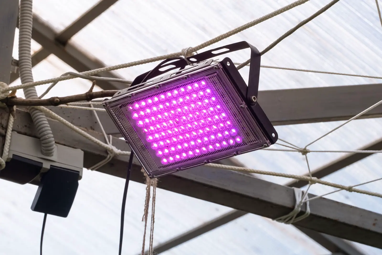 An LED grow light.
