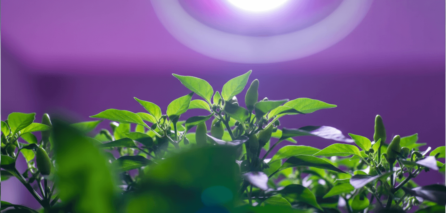 A chilli plant showing the ideal leaf surface temperature for LEDs.