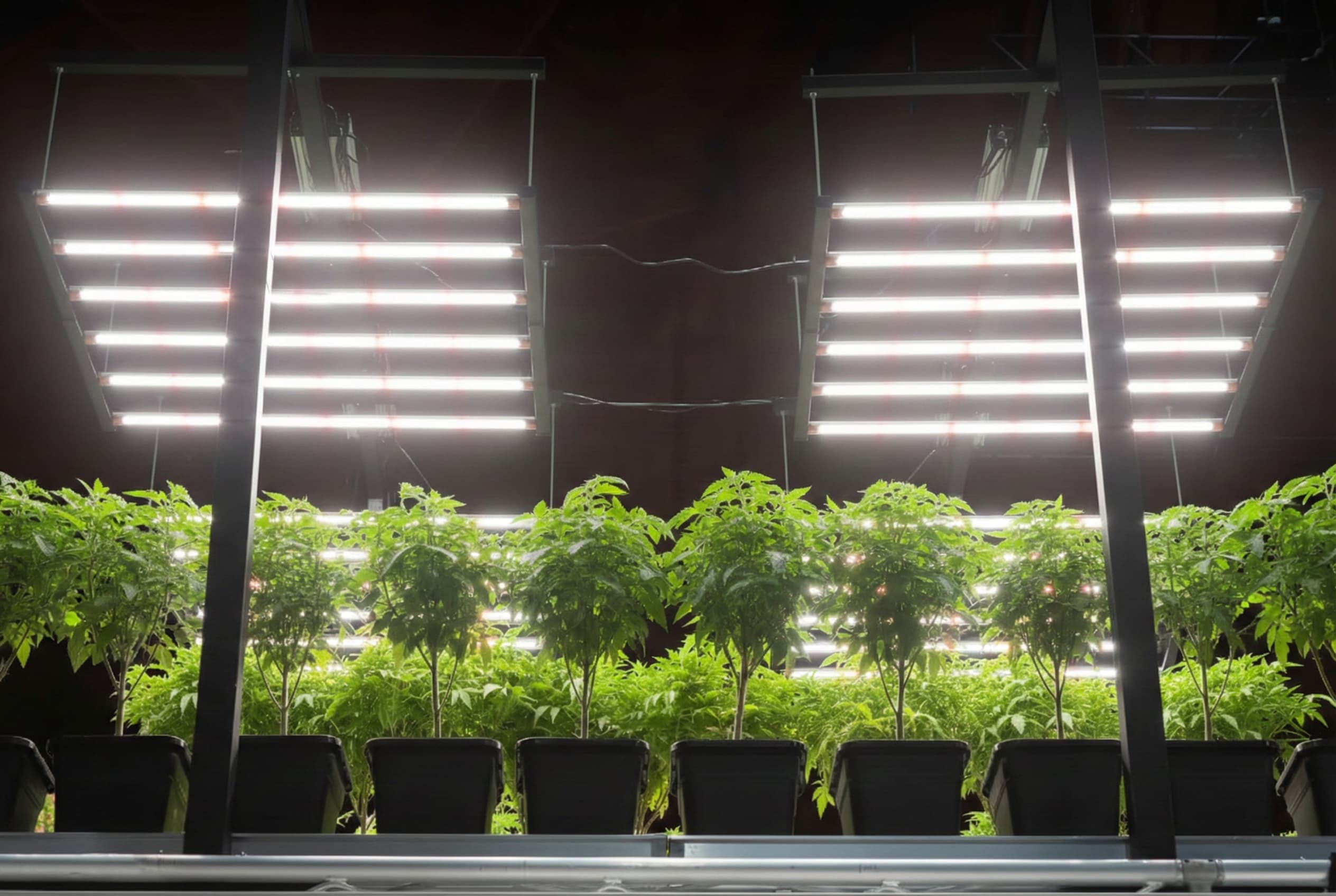 A tomato grow room under some LEDS.