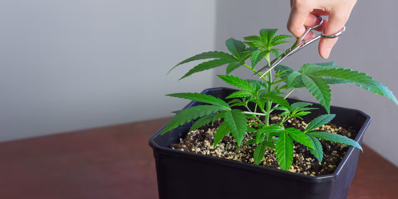 topping to achieve bigger marijuana yields Hero
