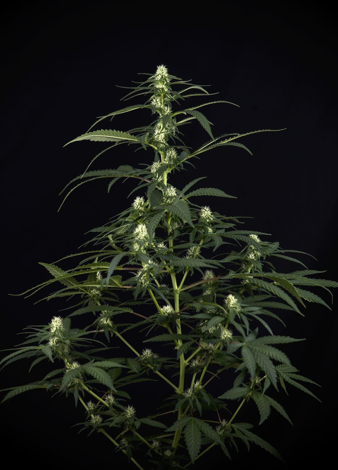 Cannabis plants naturally grow in a triangle or pine tree shape