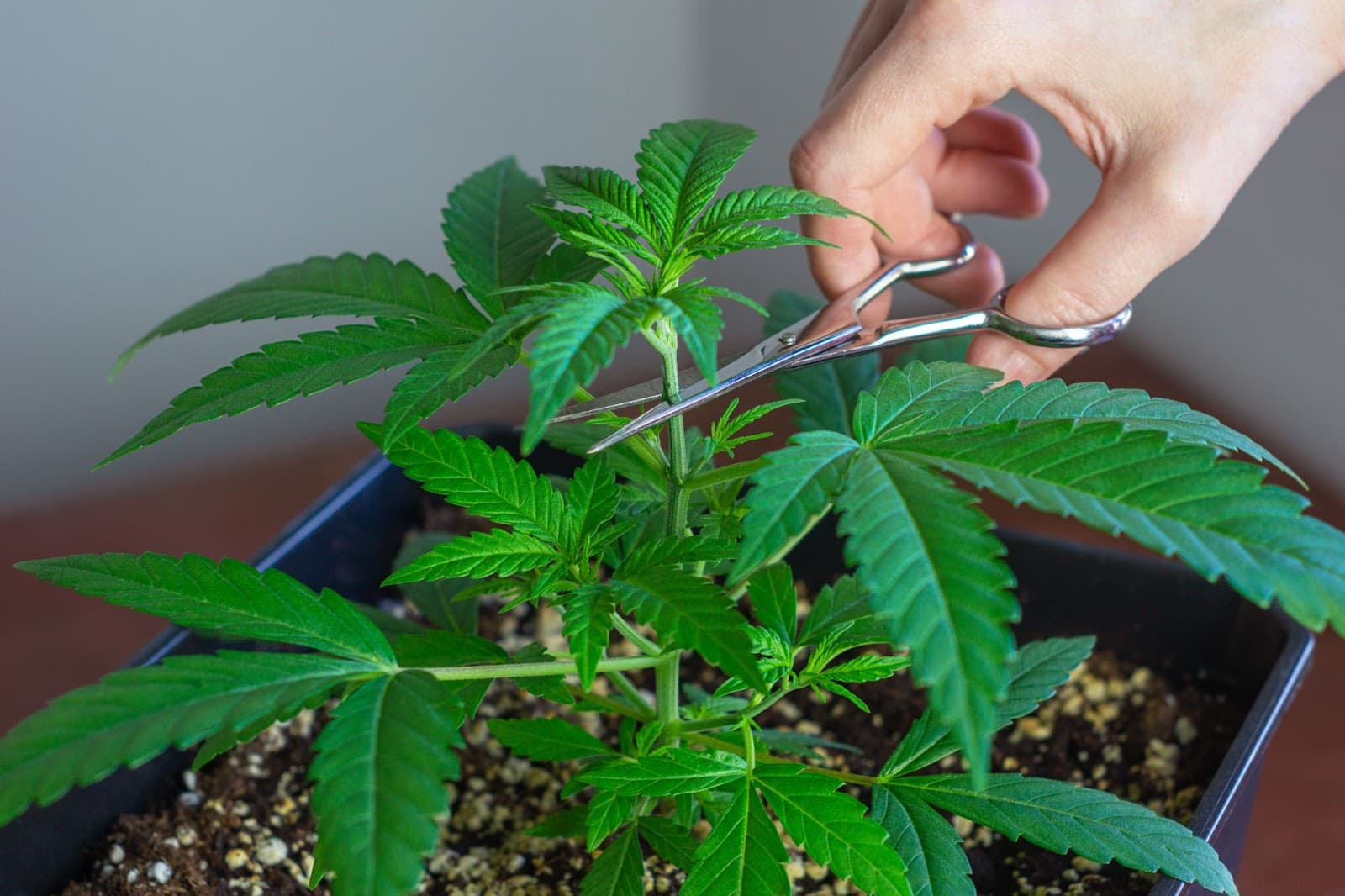 Topping to cause plants to start putting energy into lateral growth