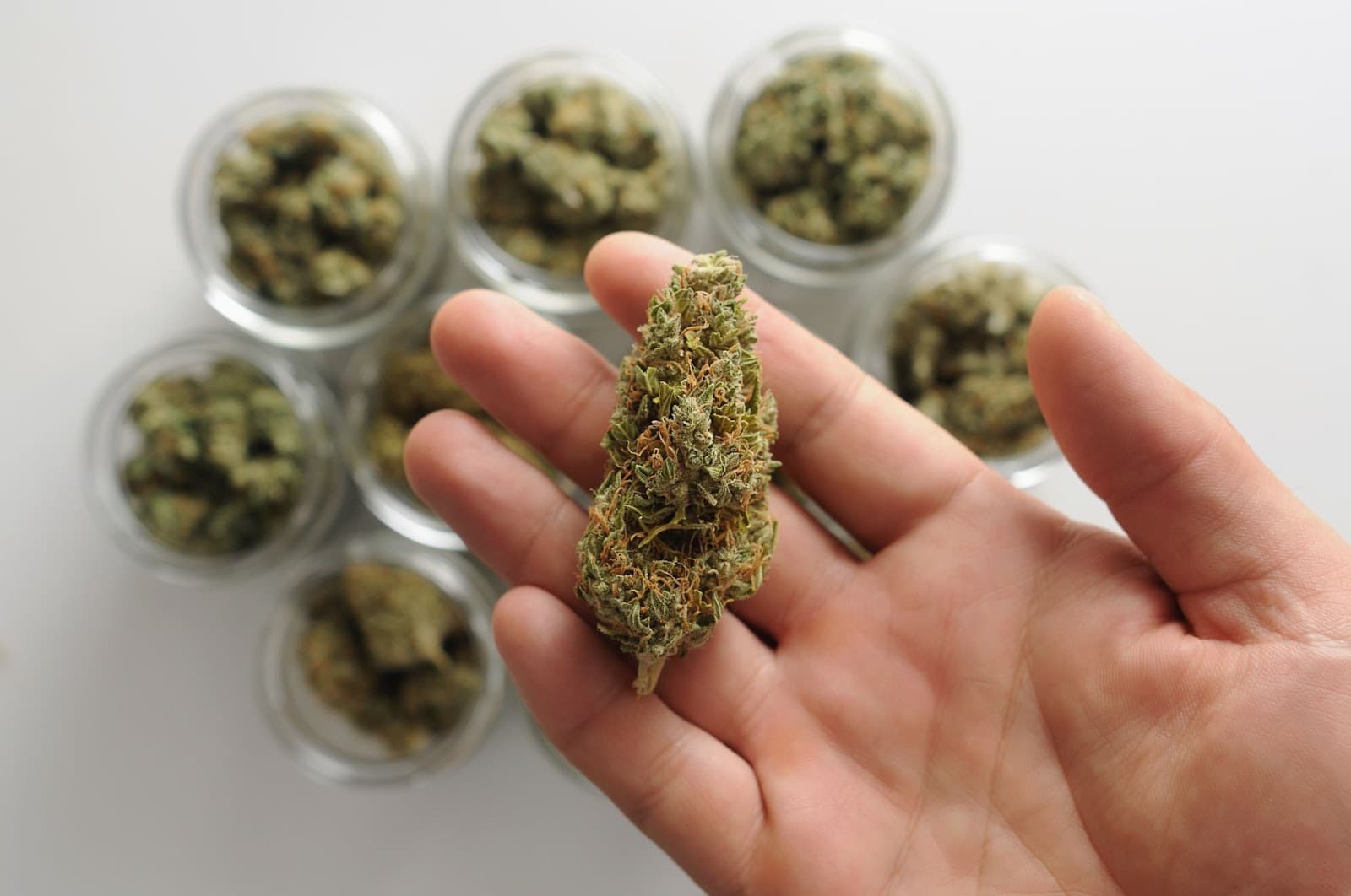 cured bud in a growers hand