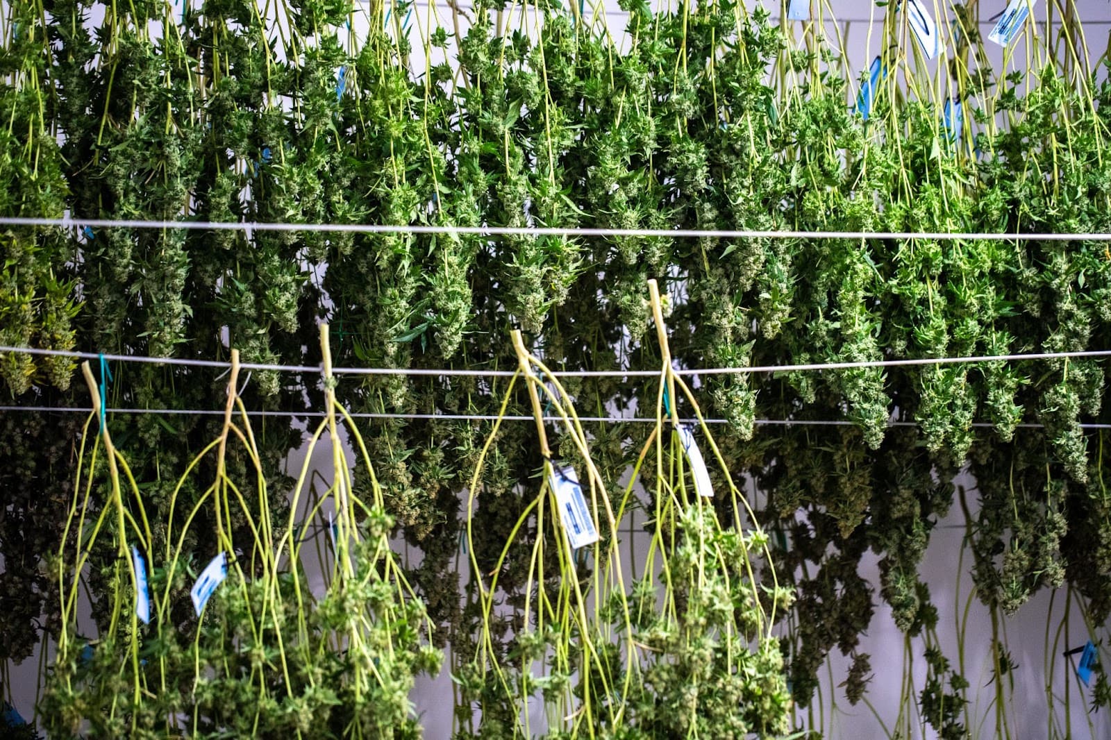 branches hung to dry