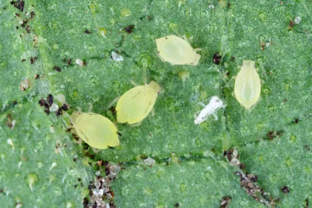 Macro shot of aphids