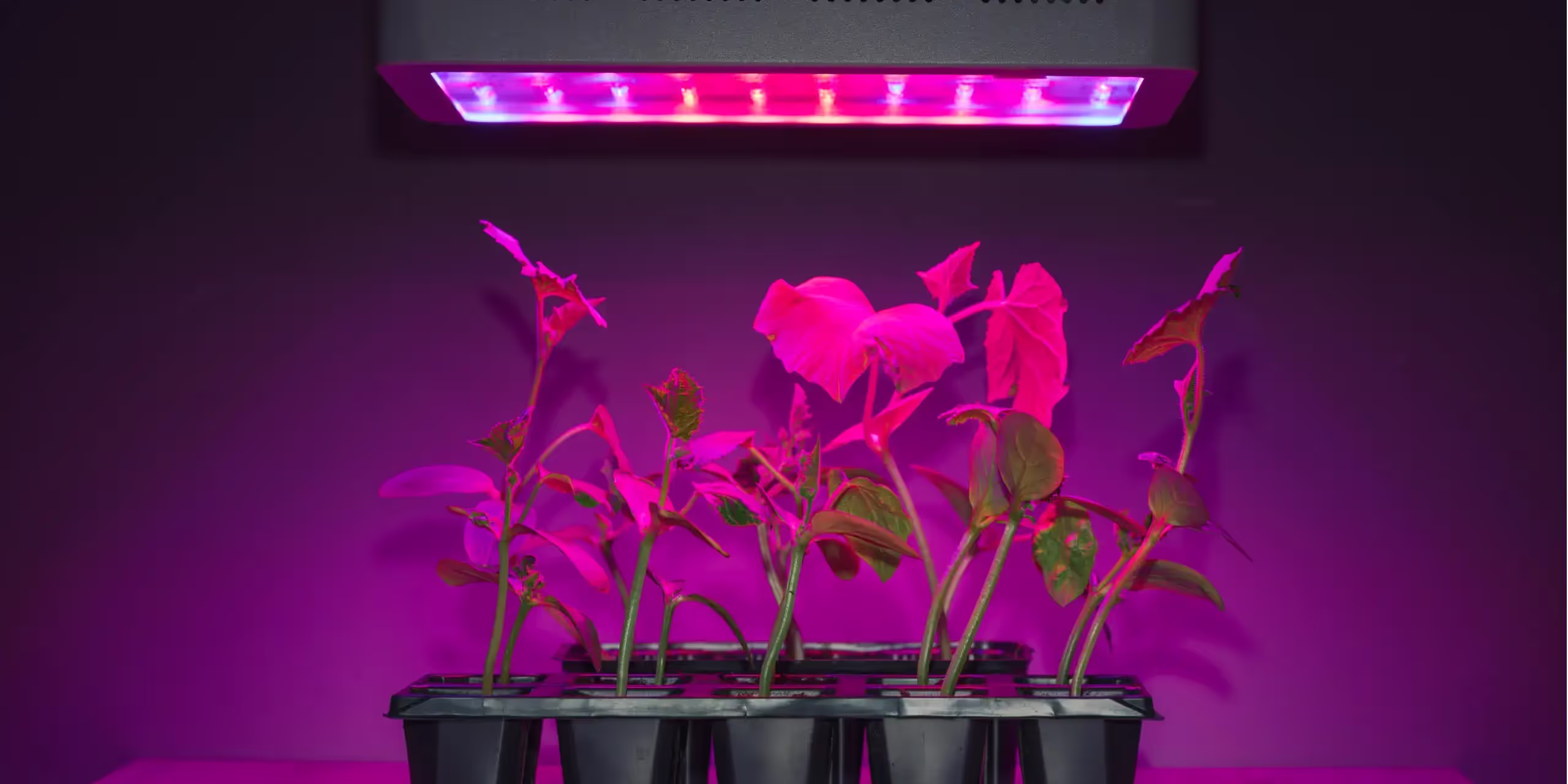 Some young plants under a led grow light.