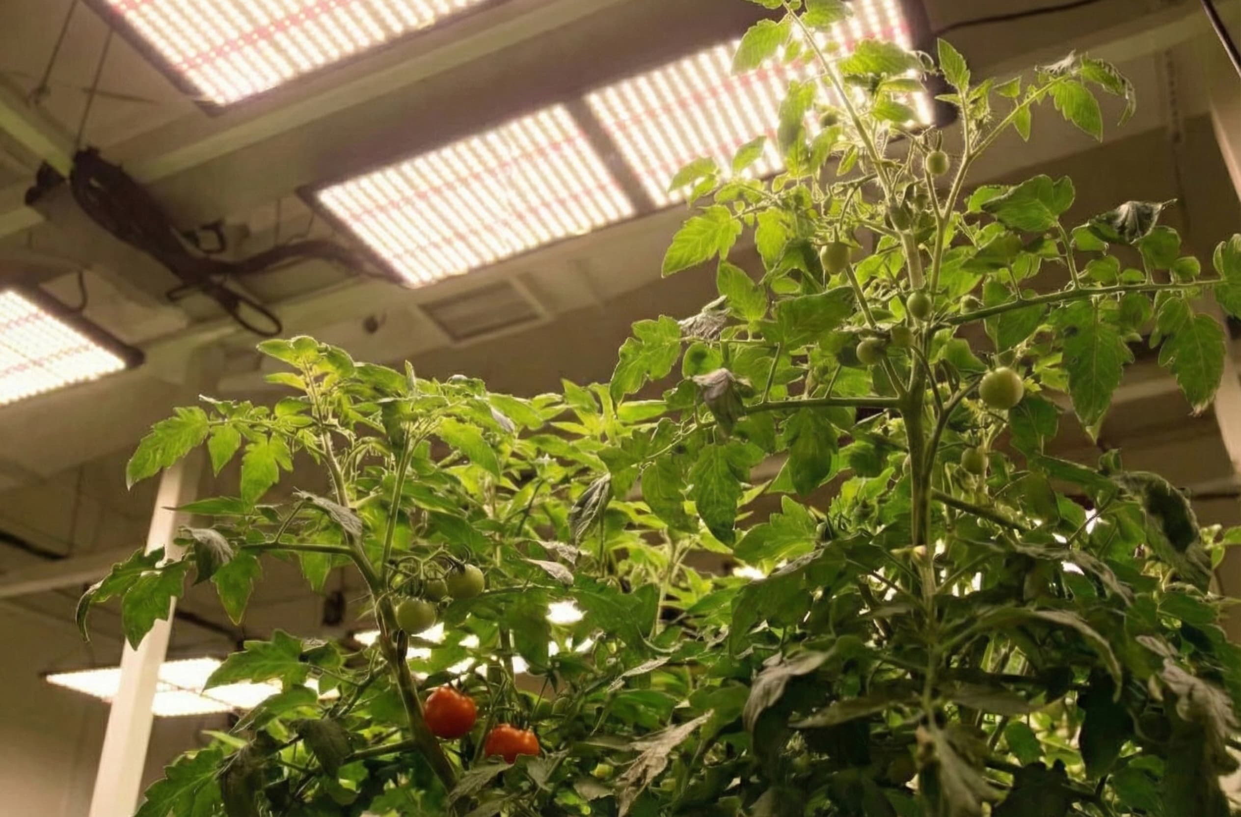 A tomato plant under some grow lights.