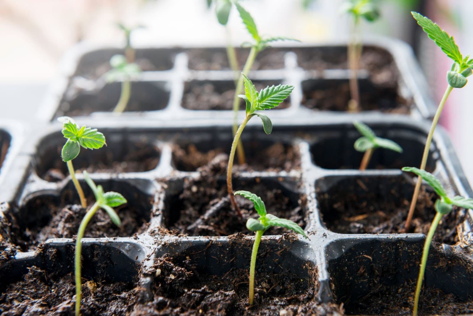 seedlings grown in soil