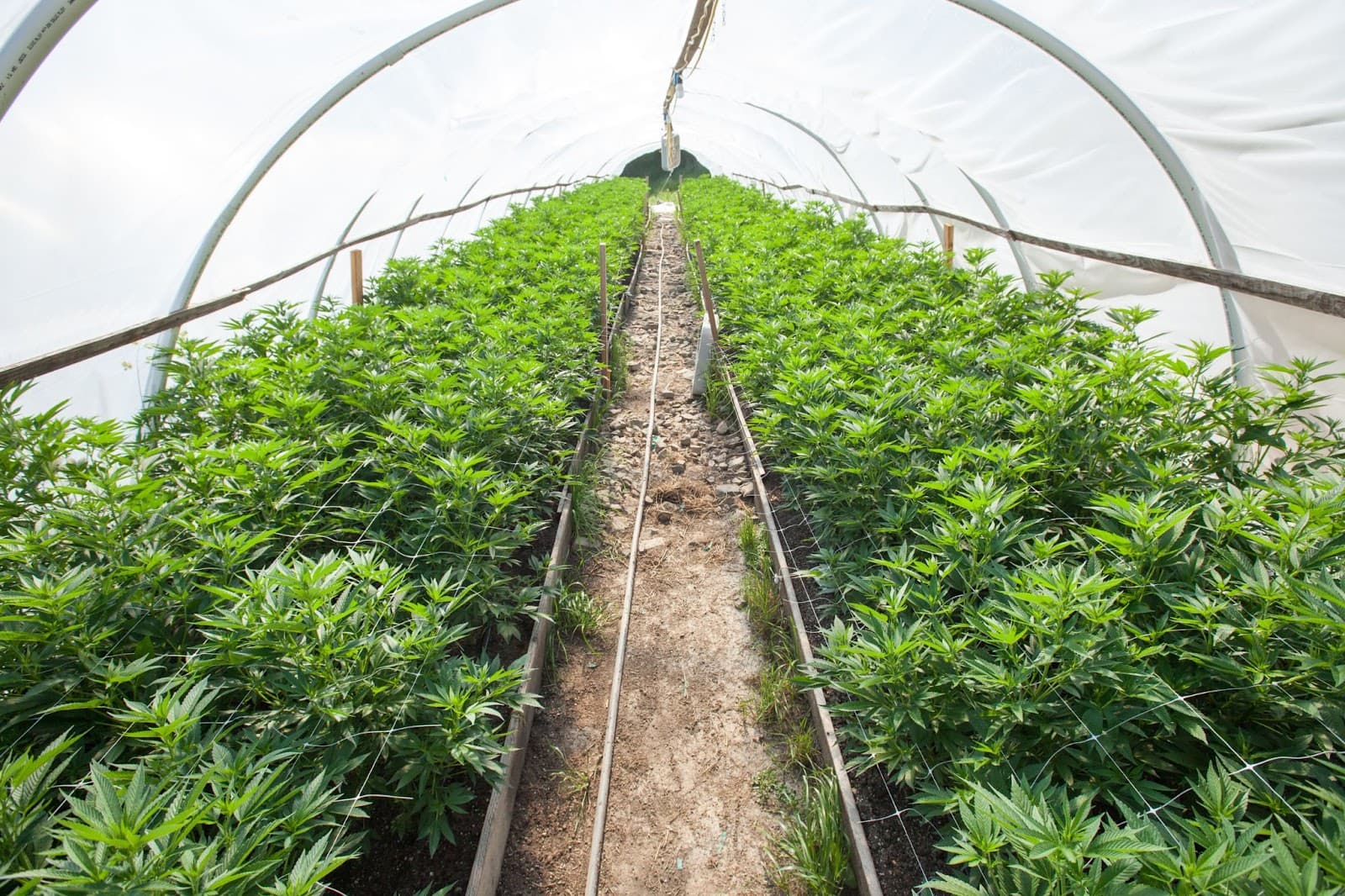 Cannabis plants grown in soil in a polytunnel