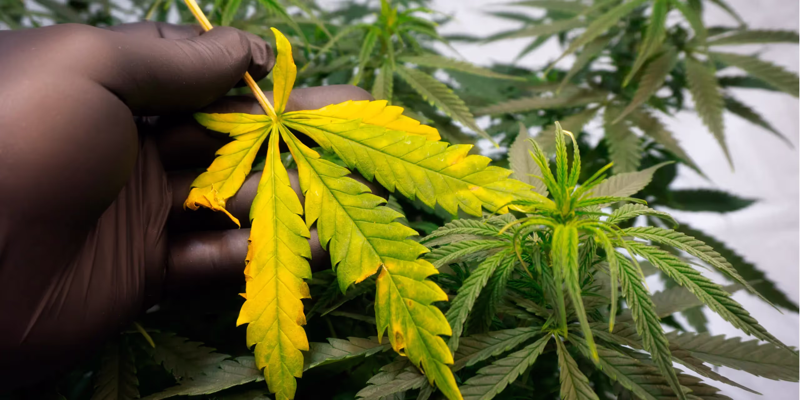 Yellow leaves on a cannabis plant.