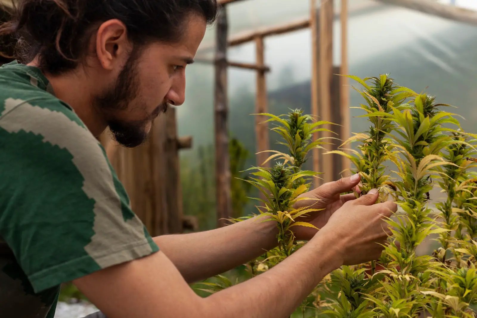 A grower inspecting the yellow leaves on his cannabis plant.