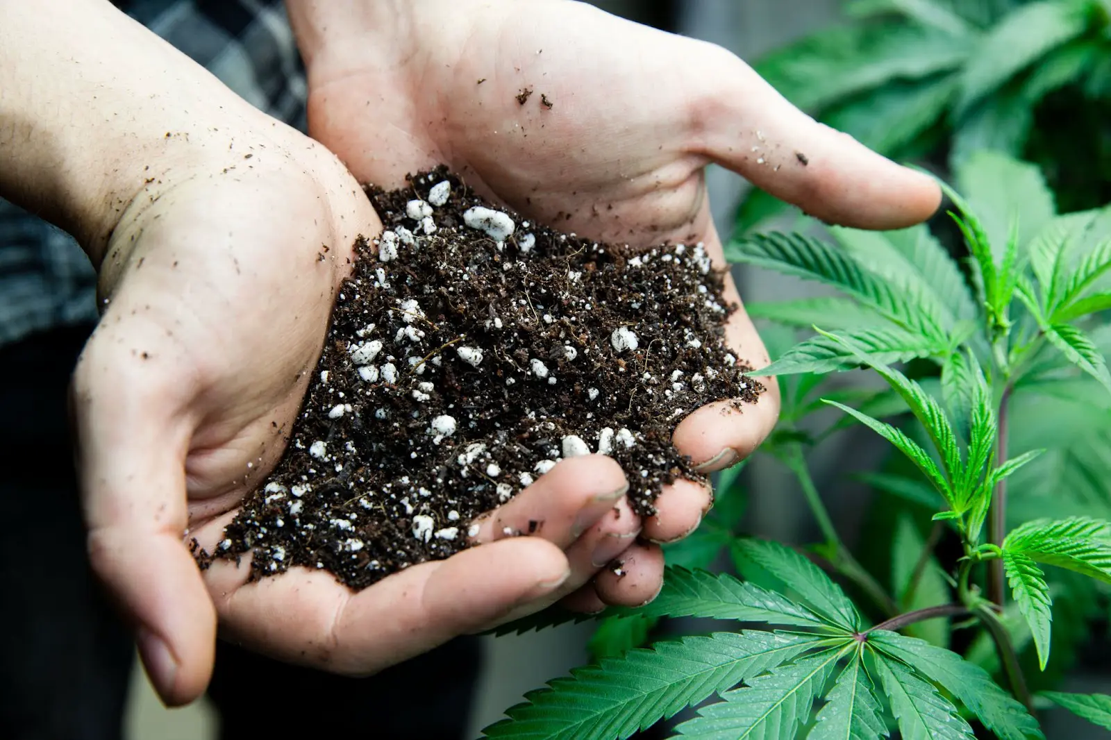 A grower holding some soil next to a cannabis plant.