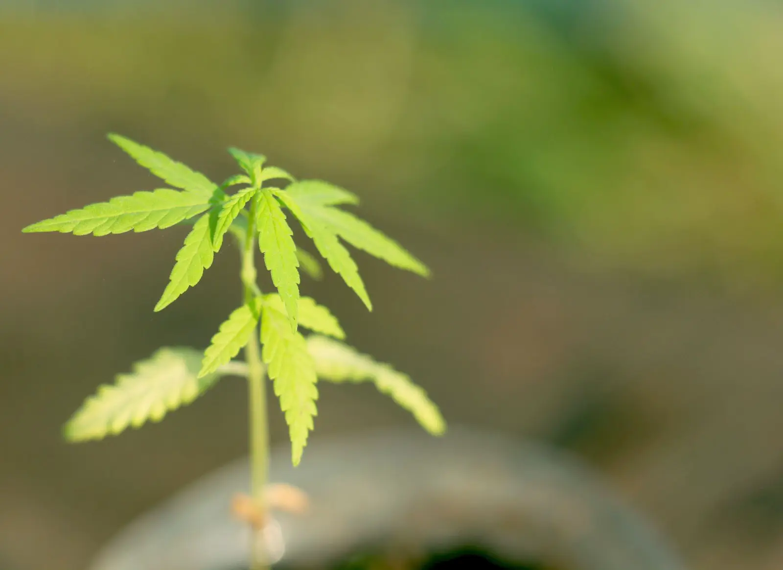 Yellow leaves on a cannabis seedling.